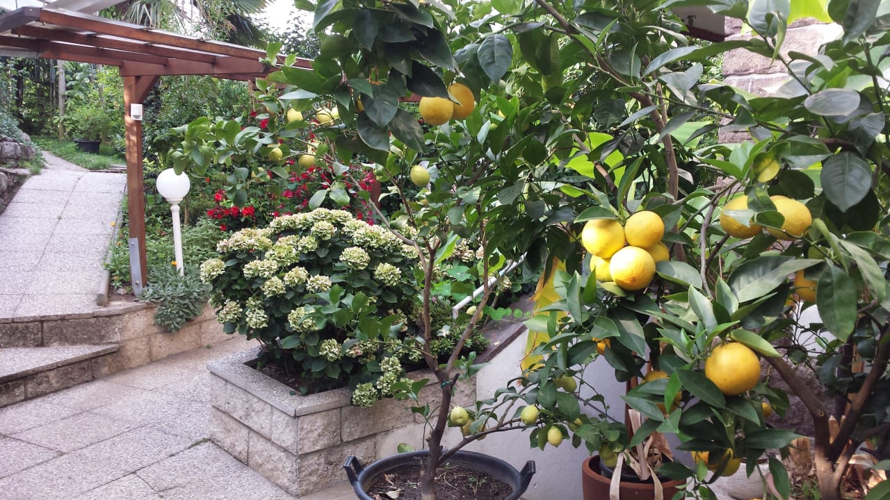 Südfrüchte rahmen den Durchgang ein Hotel Bellevue