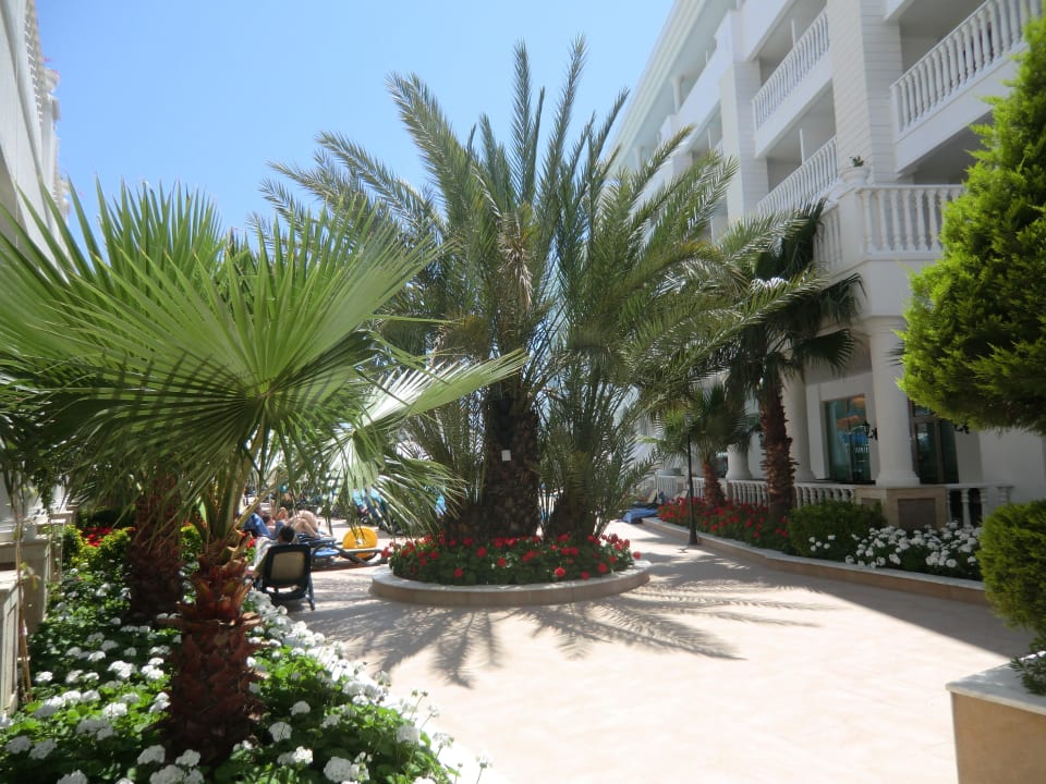 Die Pflanzenwelt am Pool Alba Queen Hotel