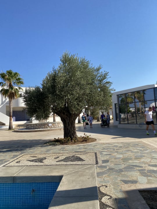 Sonstiges Atlantica Plimmiri