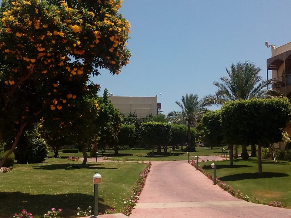 Gartenanlage Desert Rose