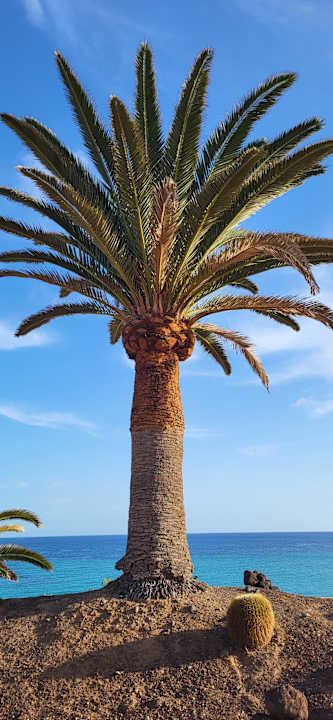 Ausblick R2 Pajara Beach