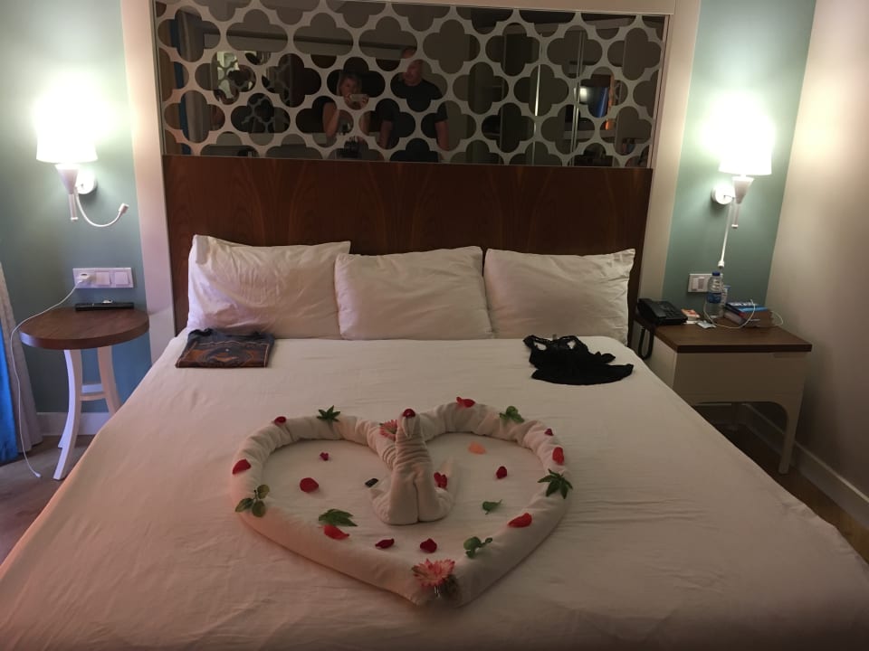 Zimmer Seashell Vega