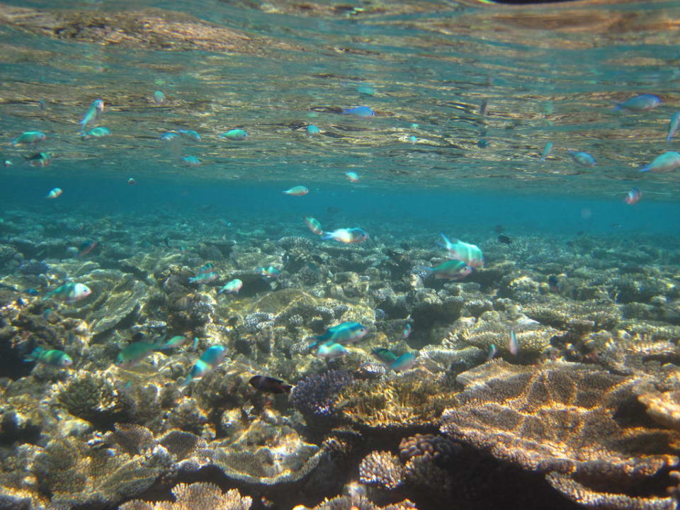 Riff zwischen Exit 5 und 6 Vilamendhoo Island Resort & Spa