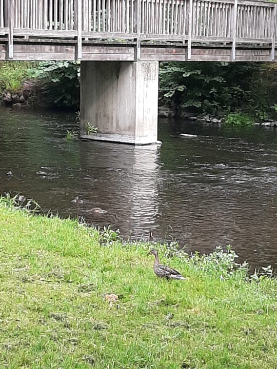 Ausblick Zum Harzer Jodlermeister