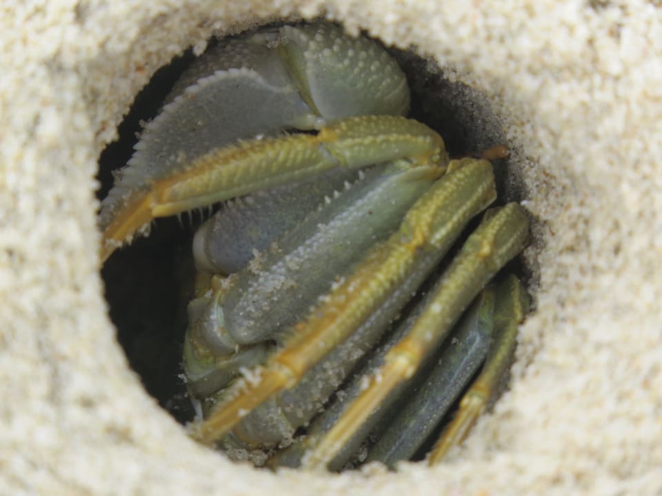 Hermit crab Mike's Beach Cottages
