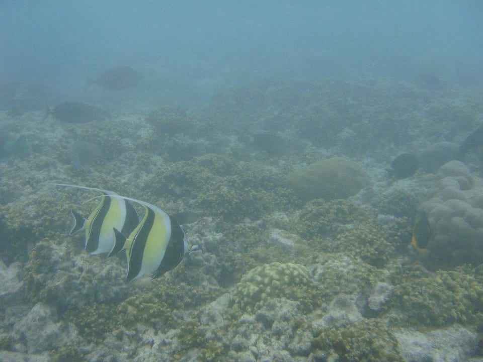 Beim Schnorcheln Kuramathi Maldives