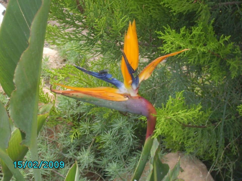 Flamingoblume im Garten von Belek Beach Belek Beach Resort Hotel