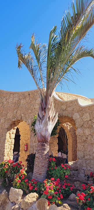 Gartenanlage Pickalbatros Citadel Resort