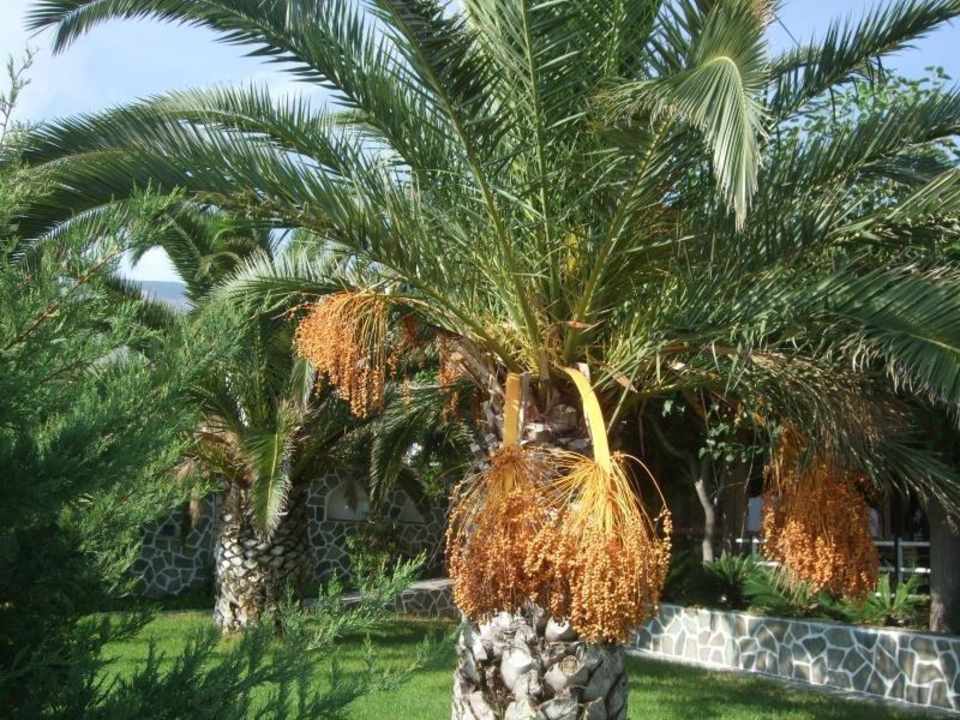 Palmen vor dem Hotel Bousoulas Hotel Bousoulas
