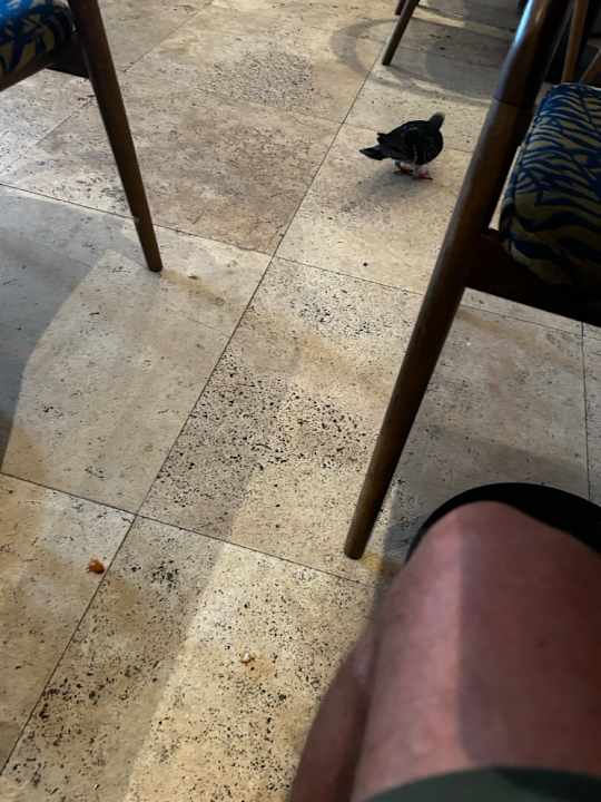 Gastro The Rif At Mangrove Beach Corendon Curacao All-Inclusive, Curio by Hilton