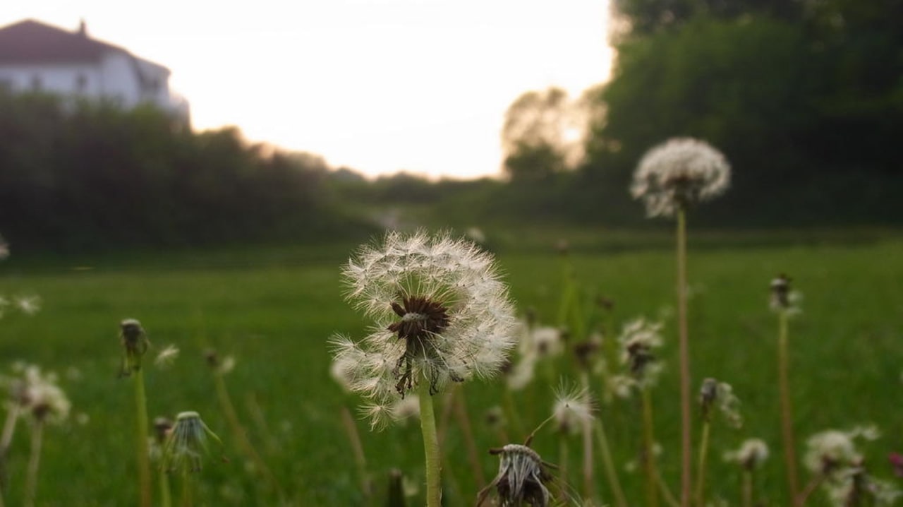 Pusteblume Ferienresort Seepferdchen