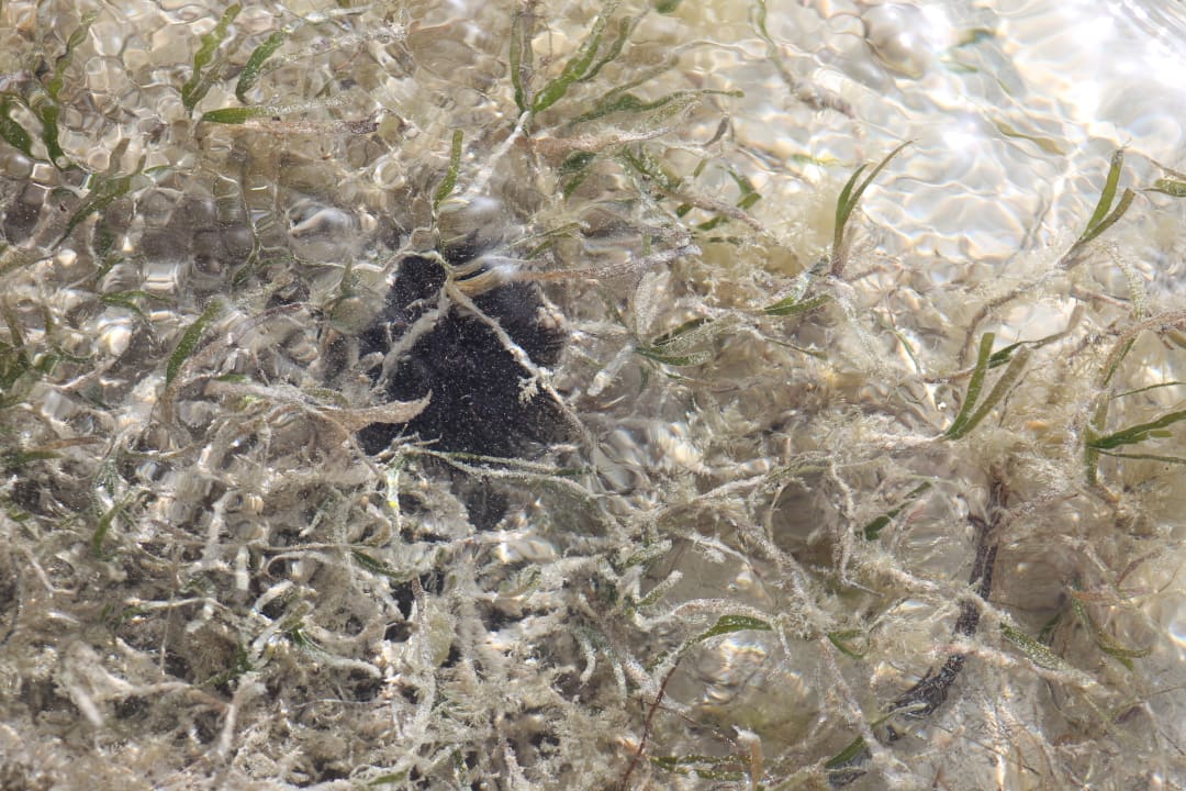 Papa Seeigel Neptune Village Beach Resort & Spa