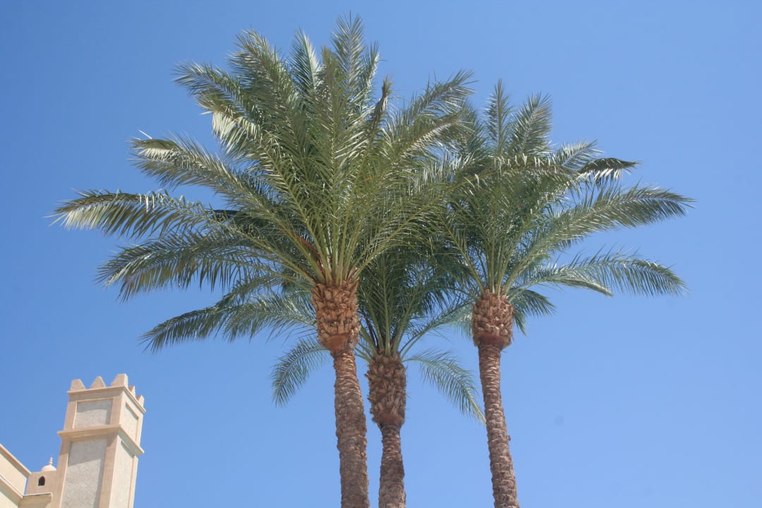 Palmen am Pool Makadi Palace
