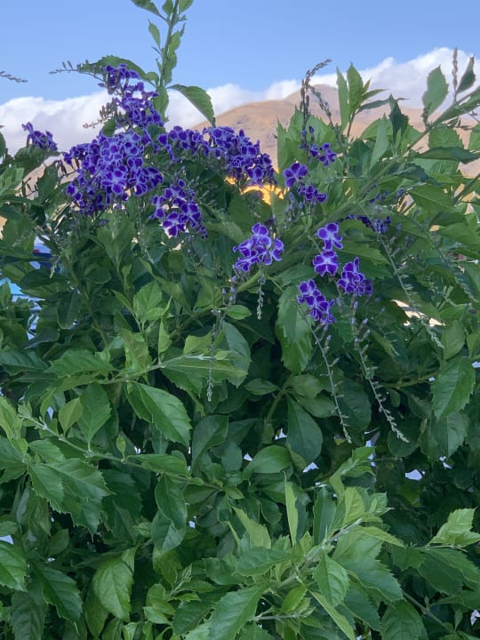 Gartenanlage R2 Bahía Playa Design Hotel & Spa - Adults Only