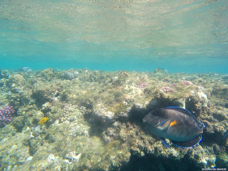 Strand Steigenberger Coraya Beach - Adults only