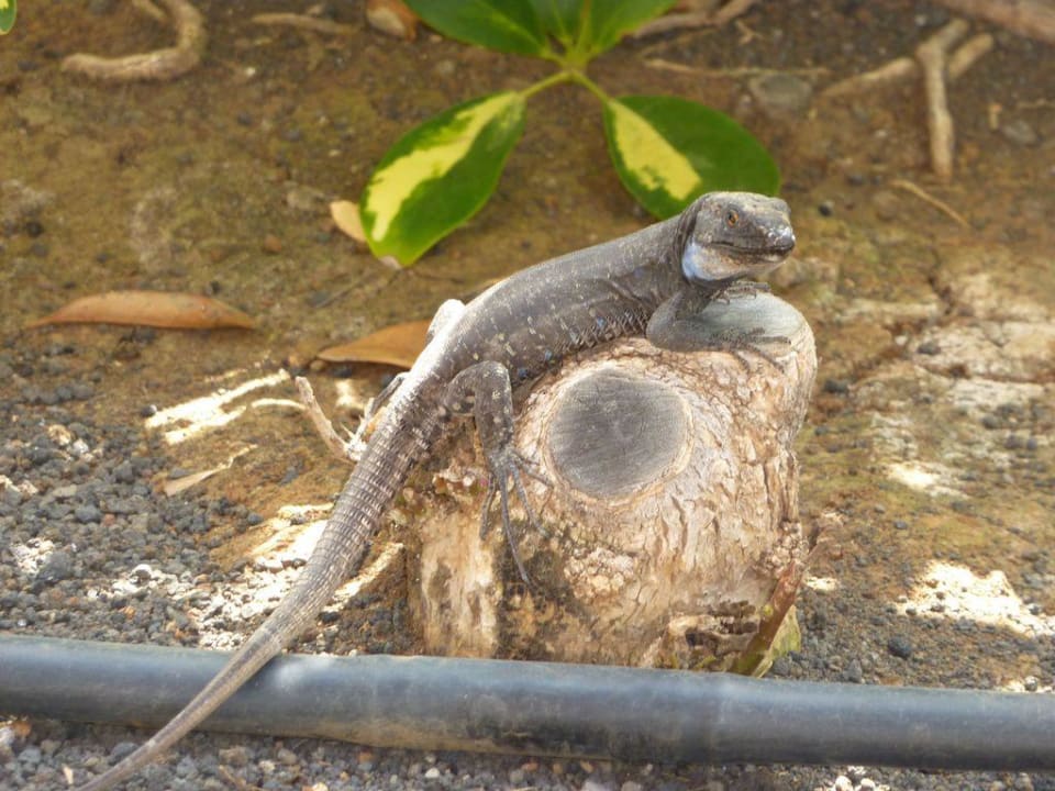 Eidechse im Hotel La Palma Princess