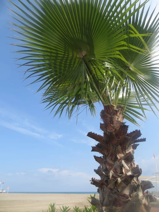 Palme Hotel Delphin Diva