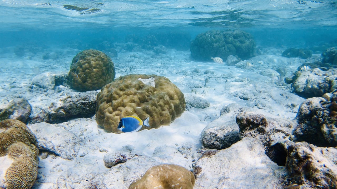 Sport & Freizeit Furaveri Maldives