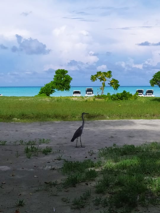 Strand Meeru Maldives Resort Island
