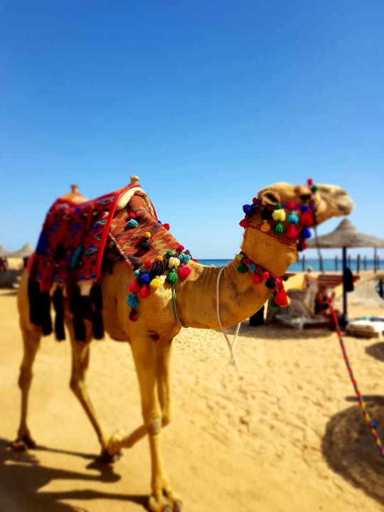 Strand Sirena Beach Resort & Spa