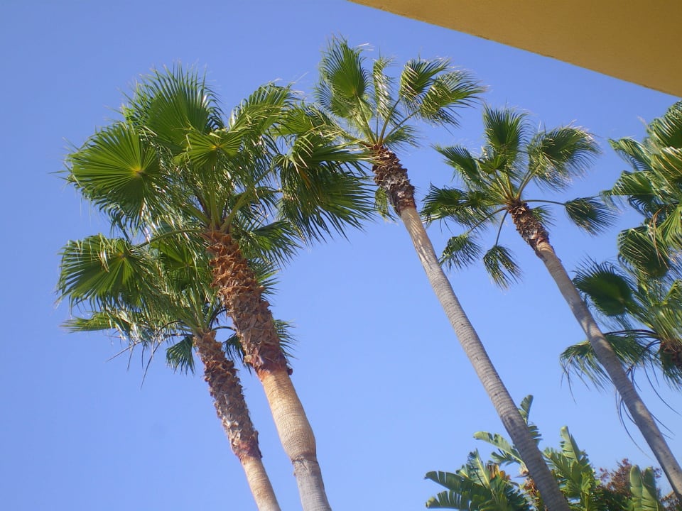 Palmeras Garden Playanatural - Adults only