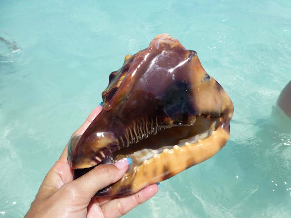 Von Einheimischen zum Kauf angeboten Hotel Playa Pesquero