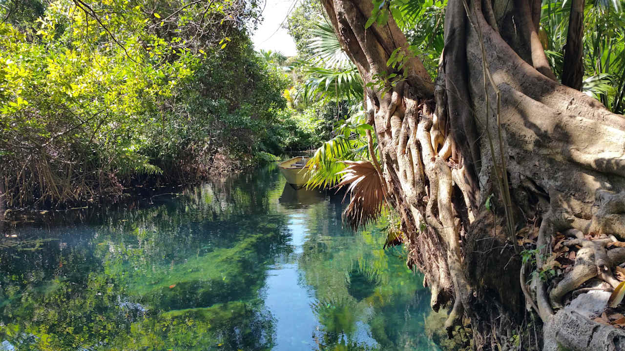 Mangroven im Resort Sandos Caracol Eco Resort