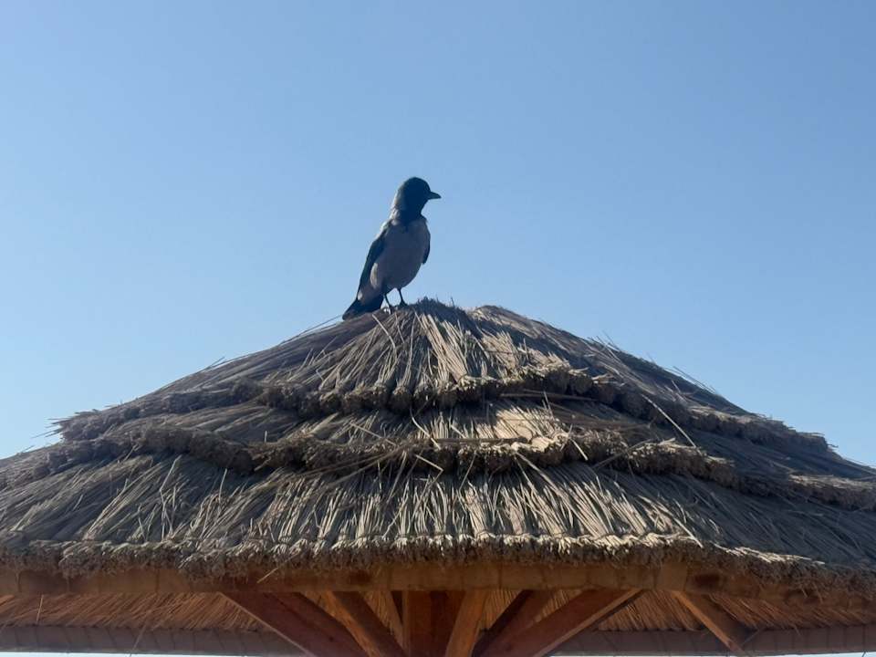 Strand Hotel Sheraton Soma Bay Resort