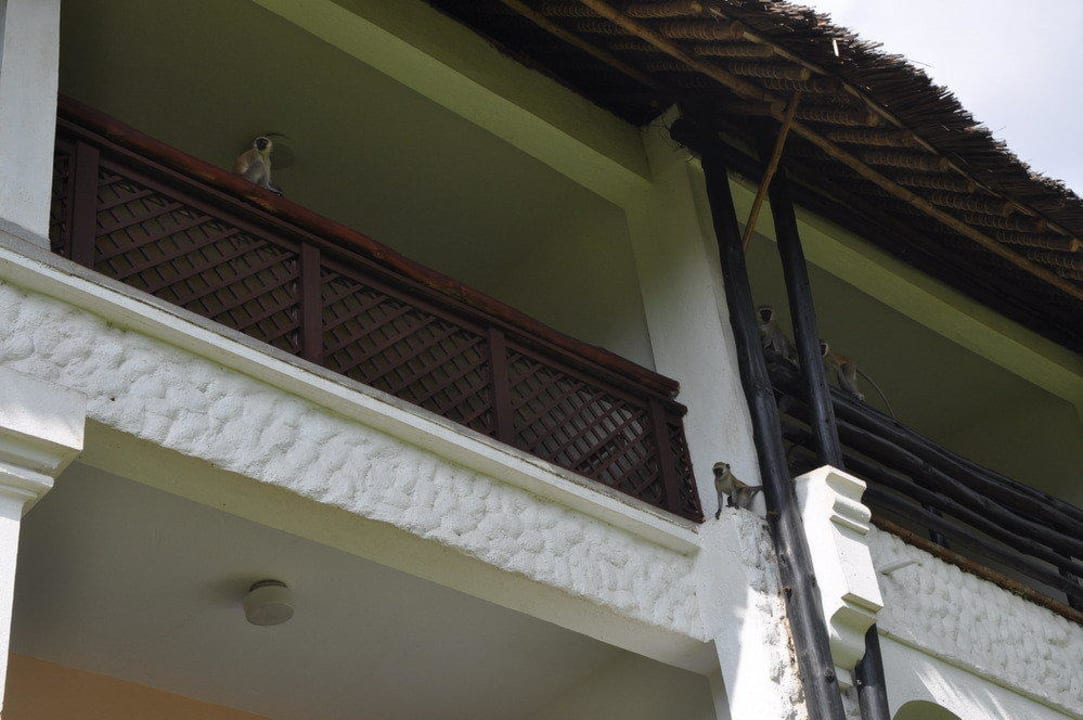 Małpy Hotel Southern Palms Beach Resort