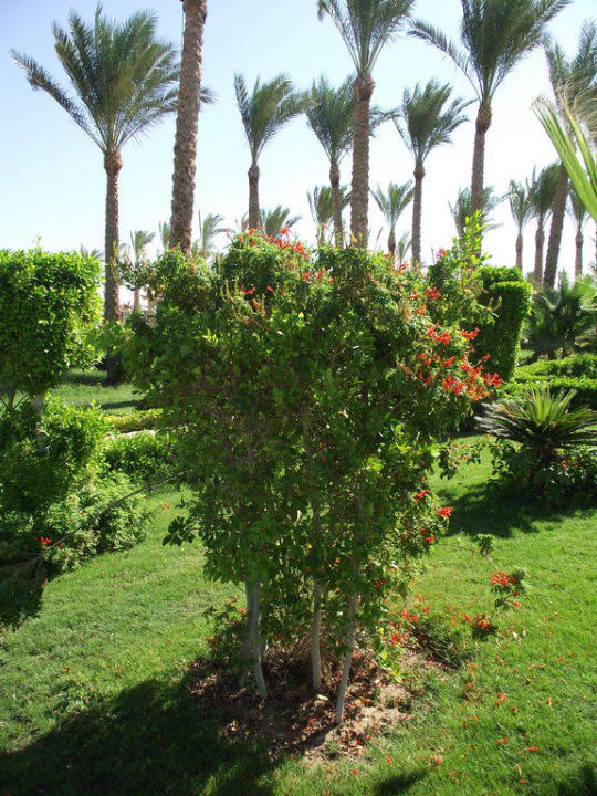 Сад Riviera Aqua Park Resort