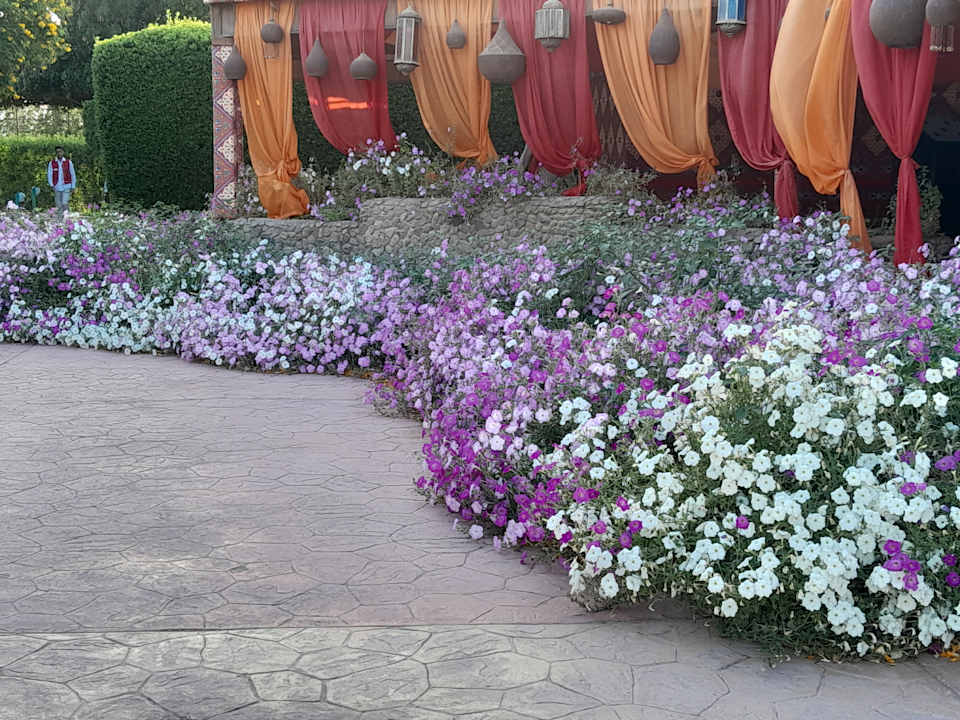 Gartenanlage Desert Rose