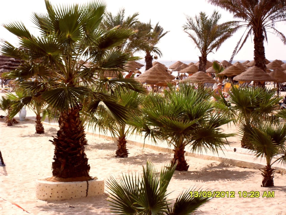 Palmen am Strand/ Ein Traum! Hotel Paradis Palace