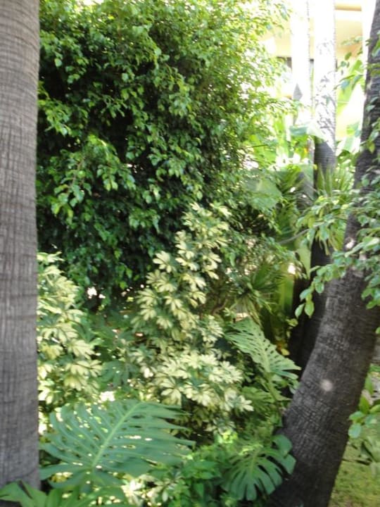 Ogród BLUESEA Al Andalus