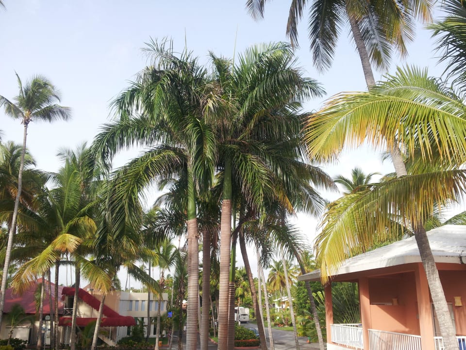 Seltene Palmen Hotel Grand Palladium Palace Resort, Spa & Casino