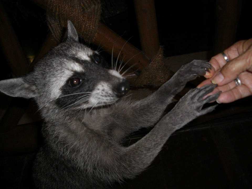 Waschbär Grand Palladium Select White Sand Resort & Spa