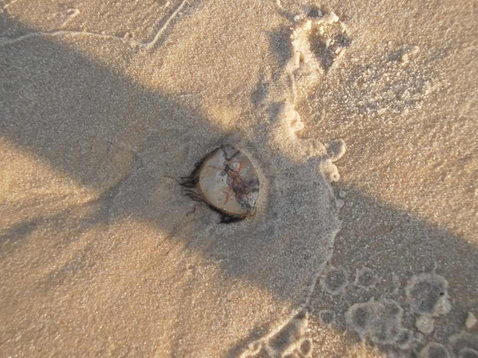 Kleine Qualle El Ksar Resort & Thalasso