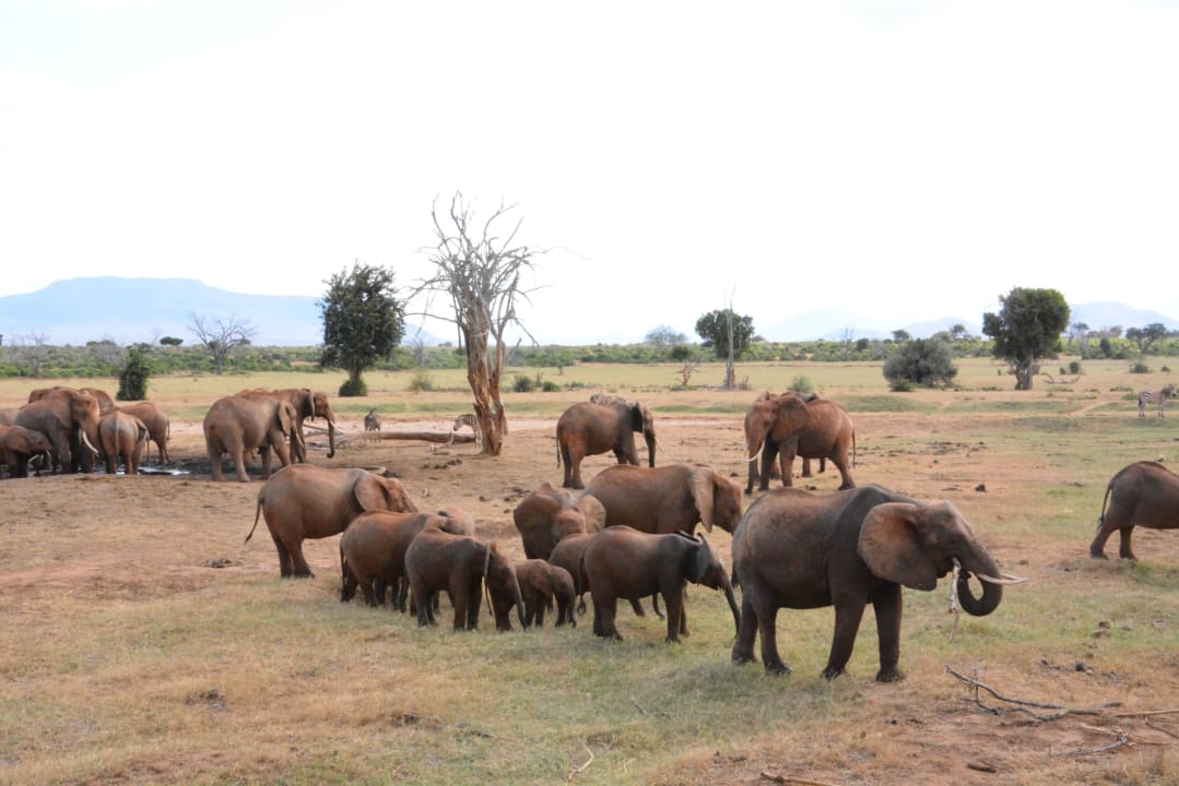 Aussicht direkt vor der Lodge Sentrim Tsavo Lodge