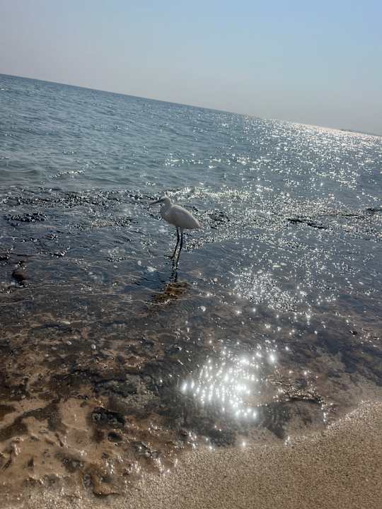 Strand Three Corners Equinox Beach Resort