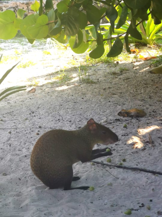Strand Bahia Principe Grand Tulum