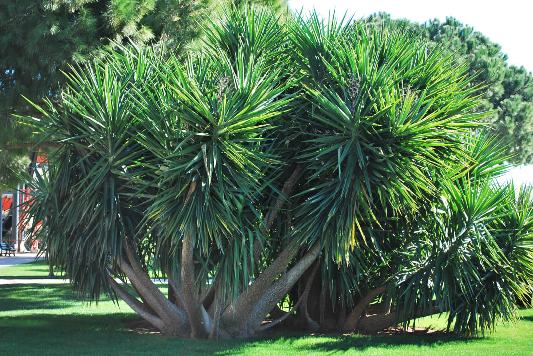 Garden Voyage Belek Golf & Spa