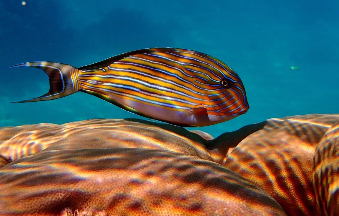 Neugieriger Fisch Diamonds Thudufushi