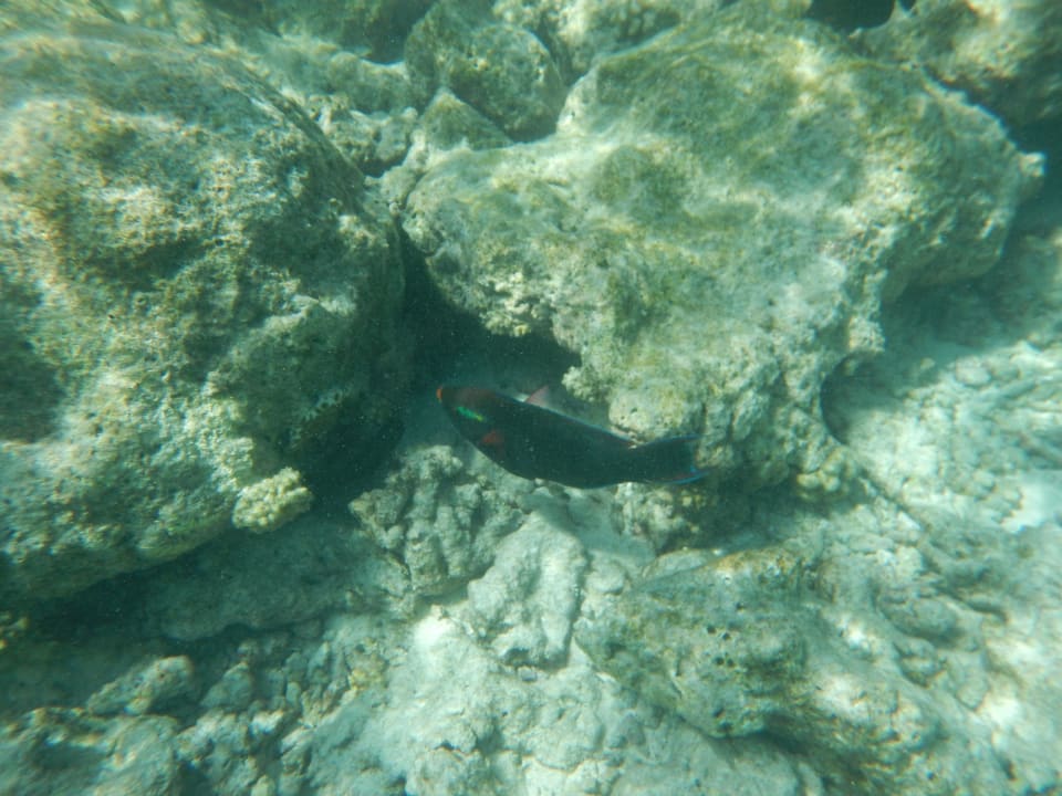 Hausriff Bandos Maldives