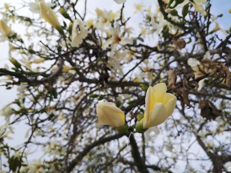 Garten TUI SUNEO Chrissi Amoudia