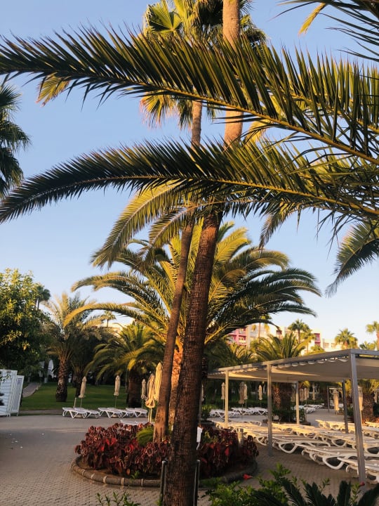 Gartenanlage Hotel Riu Gran Canaria