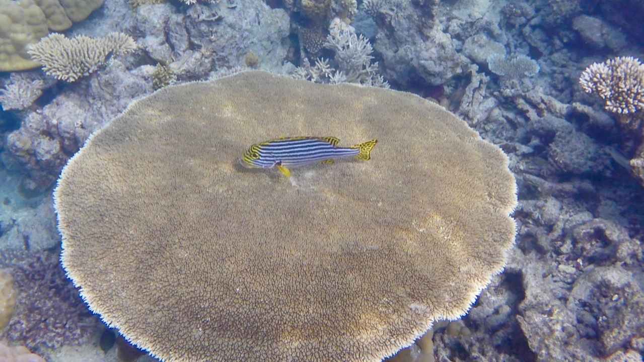 Strand ROBINSON MALDIVES