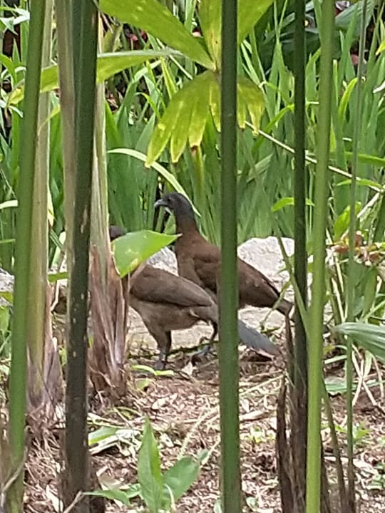 Gartenanlage Arenal Paraiso Resort Spa & Thermo Mineral Hot Springs