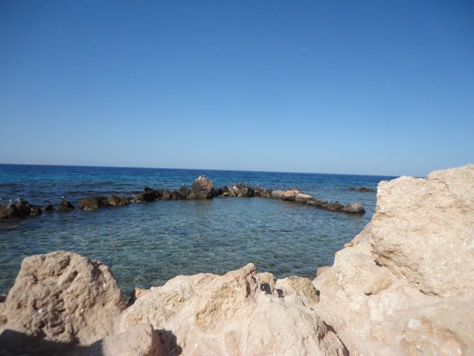 Möven bei Ebbe - warten auf Futter Pickalbatros Citadel Resort