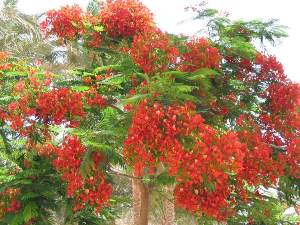 Vegetation Makadi Palace