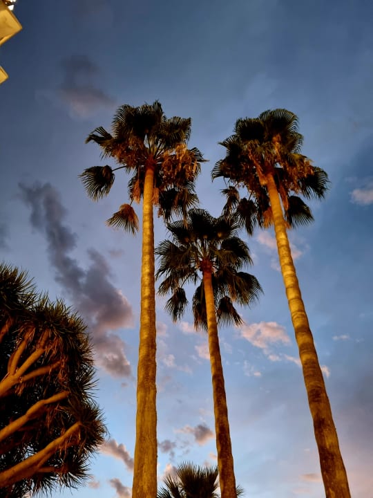 Gartenanlage Hotel Vibra Beverly Playa