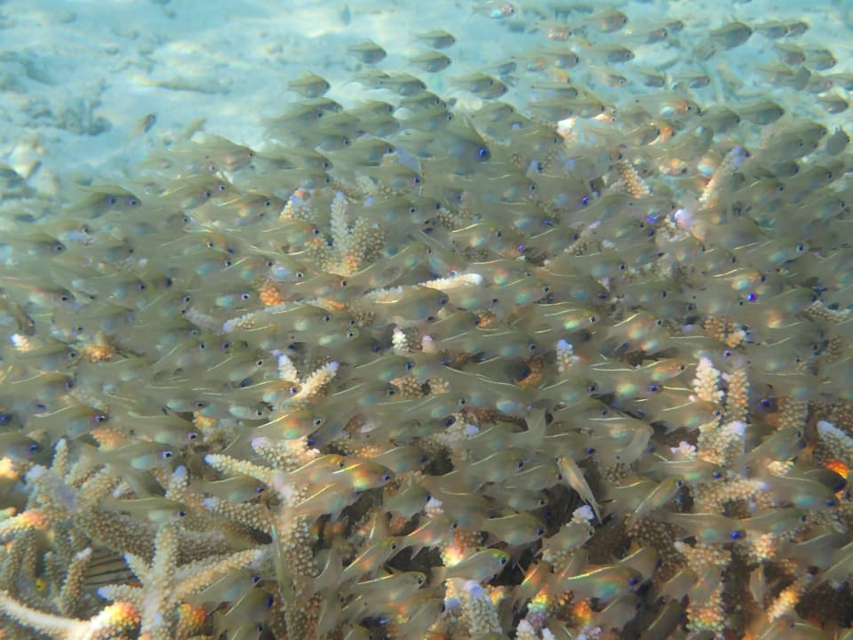 Beim Schnorcheln ananea Diamonds Athuruga